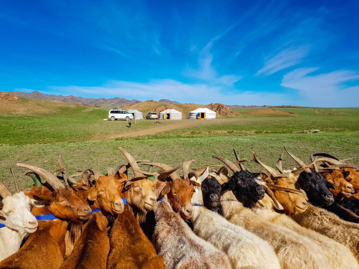 gobi desert